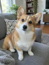 Photo used for this video: My dog