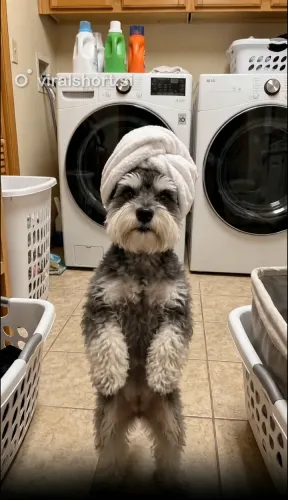 Used for the videos above