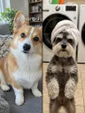 Photo used for this video: My dog · Parking deck